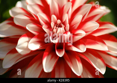 The closeup of a white and red patterned dahlia with many small petals. Stock Photo