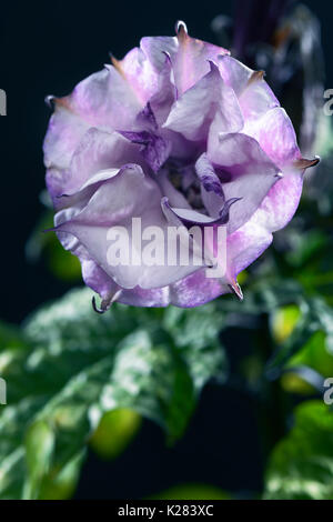 Closeup of blooming Datura metel fastuosa, Purple Ballerina, flower blossom. Stock Photo