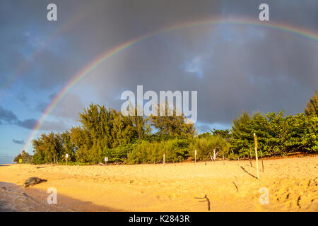 Hawaiian monk seal rests on Kauai near Tunnels Beach, with double rainbows above Stock Photo