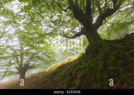 Tree roots in a misty forest Stock Photo