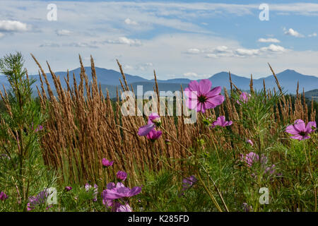 New Hampshire purple and pink flowers are set against the White Mountains & Mount Washington Stock Photo
