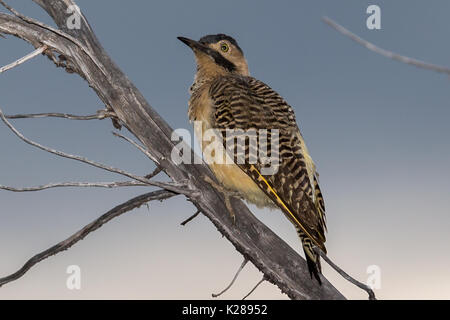 Southern Andean Flicker (Colaptes rupicola) Lake Titicaca Peru at dusk Stock Photo