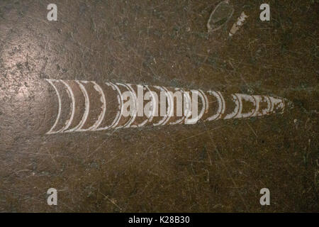 fossils in marble are not uncommon Stock Photo