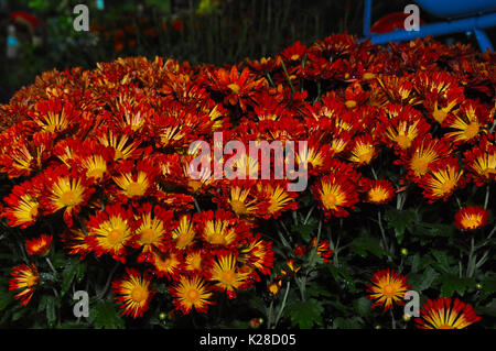 shoot flower at night Stock Photo