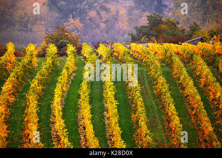 Colorful autumn in vine yards, Austria. Hills of Lower Austria. Wachau valley Stock Photo