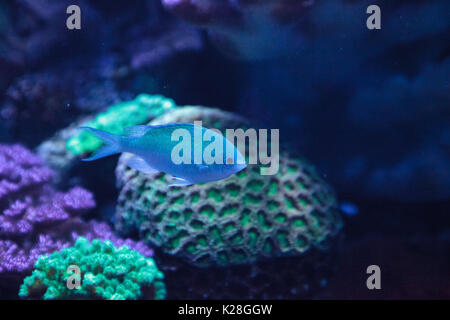 Blue Green Vanderbilts chomis fish, Chromis vanderbilti, has a pale green color and is found on the reef Stock Photo