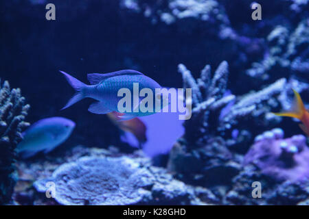 Blue Green Vanderbilts chomis fish, Chromis vanderbilti, has a pale green color and is found on the reef Stock Photo