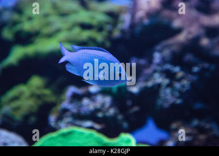 Blue Green Vanderbilts chomis fish, Chromis vanderbilti, has a pale green color and is found on the reef Stock Photo