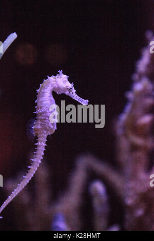 Zebra-snout seahorse Hippocampus barbouri numbers are decreasing in the wild where they can be seen in the Philippines, Malaysia and Indonesia. Stock Photo