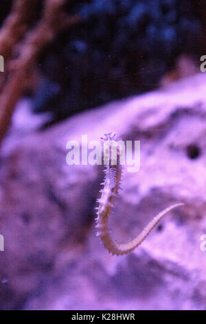 Zebra-snout seahorse Hippocampus barbouri numbers are decreasing in the wild where they can be seen in the Philippines, Malaysia and Indonesia. Stock Photo