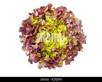 Red oak leaf lettuce salad head top view isolated on white Stock Photo