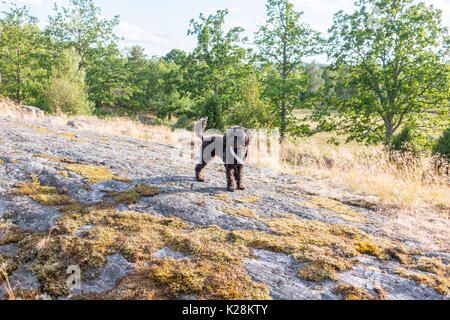 Black miniature poodle in the woods Stock Photo