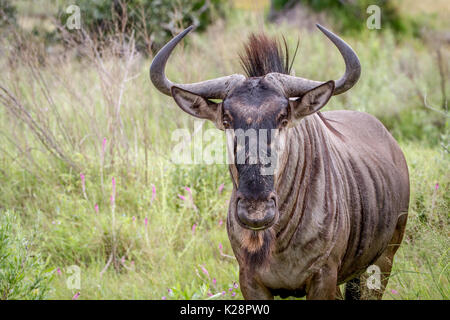 Blue wildebeest starring at the camera in the Okavango Delta, Botswana. Stock Photo