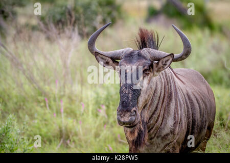 Blue wildebeest starring at the camera in the Okavango Delta, Botswana. Stock Photo