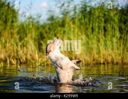 Dogs summer activities on beach in water: swimming, jumping, splashing Stock Photo