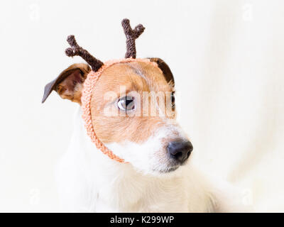 New Year and Christmas costume of reindeer on dog Stock Photo