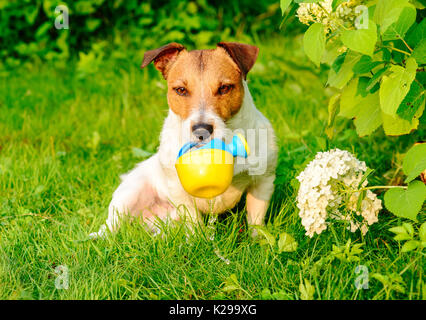 Dog as amusing gardener pouring water from watering can Stock Photo