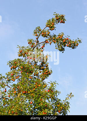 A traditional heavy fruiting Robin Pear, Pyrus communis, tree in summer. Stock Photo