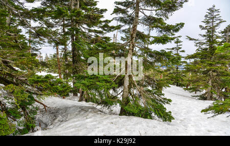 Pine forest on Mount Iwate at summer in Tohoku, Japan. Mt Iwate (2038 m) is one of the best panoramic views in the entire Tohoku area. Stock Photo