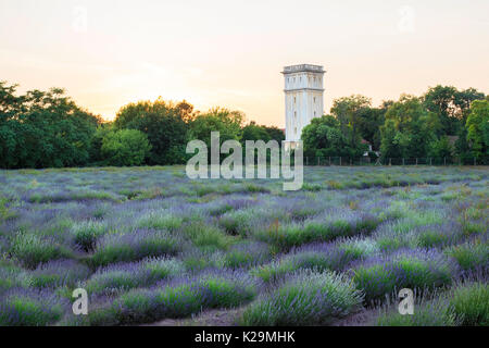 Lavender field in the Esterhazy castle garden, Fertod Stock Photo