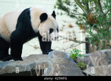 London, September, UK. 24th Aug, 2017. An undated photo provided by Edinburgh Zoo shows giant panda Tian Tian at Edinburgh Zoo, Scotland. Tian Tian, the only female Chinese giant panda in Britain, is pregnant, and a cub could be born in September, local media reported here on Aug. 24, 2017. Tian Tian, which means Sweetie in Chinese, was born on Aug. 24, 2003 at the Beijing Zoo in China. She is currently living with Yang Guang, meaning Sunshine in Chinese, at Edinburgh Zoo, Scotland. They are Britain's only pair of pandas. Credit: Edinburgh Zoo/Xinhua/Alamy Live News Stock Photo