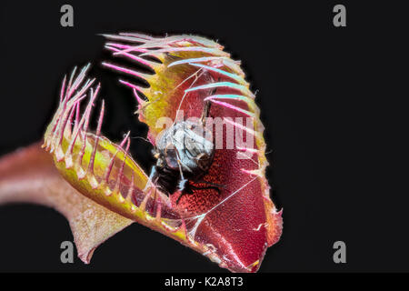 Stacked macro of Venus fly trap (Dionaea muscipula) with remains of captured digested fly Stock Photo