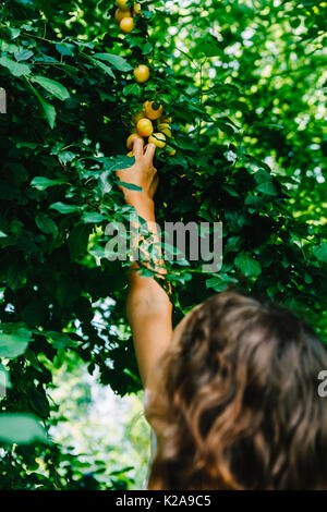 Little girl collecting plums in orchard