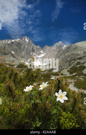 white flowers and  Lomnica Peak , High Tatras mountains of Slovakia Stock Photo