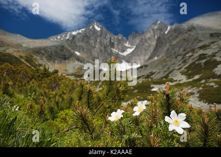 white flowers and  Lomnica Peak , High Tatras mountains of Slovakia Stock Photo