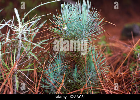 The family of gymnosperms. Blue lush branch. Fir branches. Spruce background. Coniferous forest. Misty fog forest in Tenerife, Spain Stock Photo