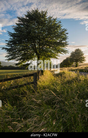 Close-up of a  single sunlit tree on a deserted, scenic, country lane with other trees disappearing into the distance - North Yorkshire, England, UK. Stock Photo