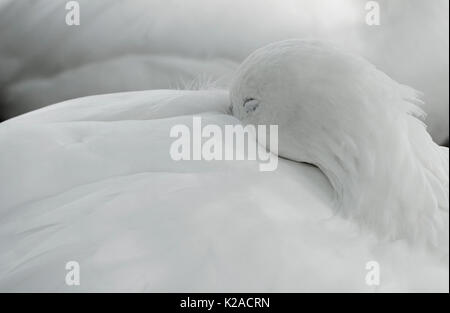 close up of white ross's goose sleeping Stock Photo