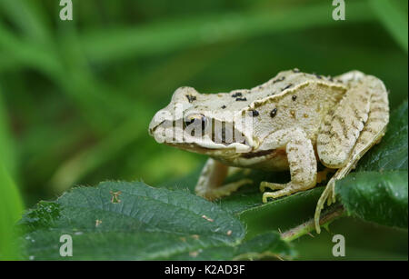 A small Common Frog or European Common Frog (Rana temporaria) sitting on a leaf. Stock Photo