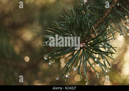 Morning dew on the pine tree needles, macro photo with shallow depth of field. Filtered image Stock Photo