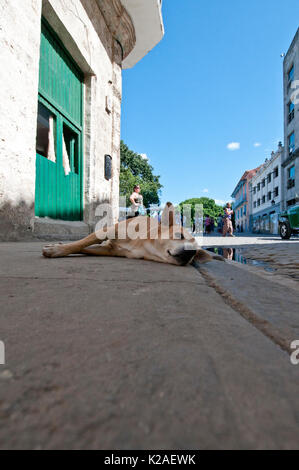 Stray dog lying on sidewalk in Havana Cuba Stock Photo
