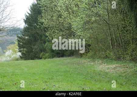 forest edge in spring Stock Photo