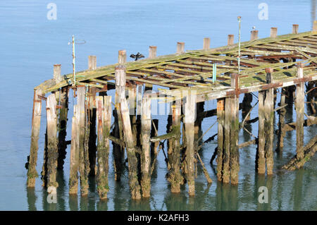 A rickety old tumbledown jetty or pier in the sea falling down derelict with planks missing rotten with a cormorant drying it's wings spreading out. Stock Photo