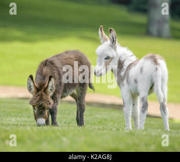Two Miniature donkey foals on lush green lawn Stock Photo