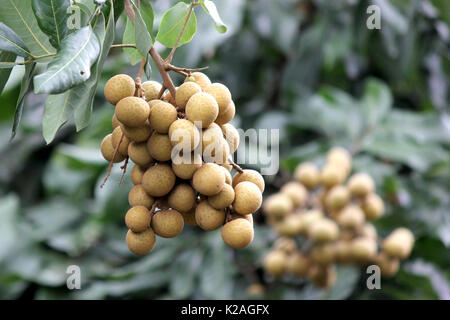 longan on the tree in organic farm Stock Photo