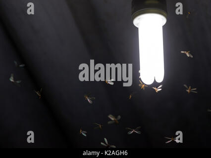 Many flying termites / moths close surrounding to a lit white light bulb on a home's roof