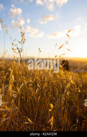 Sunset over a bright yellow grassy field with small soft sunlit clouds Stock Photo