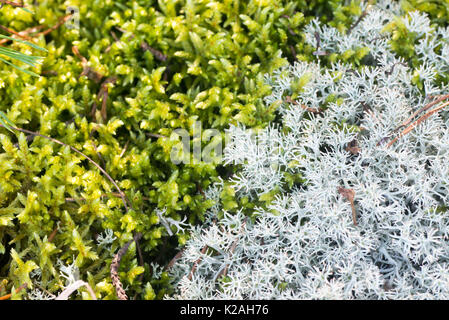 lichen cladonia and moss in forest closeup Stock Photo