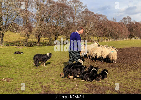 Sheep farmer giving a demonstration with his working dogs, Border Collies herding a number of Scottish Blackface sheep, Kincraig, Scotland, UK. Stock Photo
