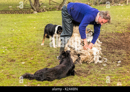 Sheep farmer giving a demonstration by cutting off the woollen fleece of a Scottish Blackface sheep on Leault Farm, Kincraig, Scotland, UK. Stock Photo