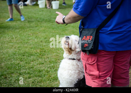A man instructs his old english sheep dog to stay during a village dog show in England. Stock Photo