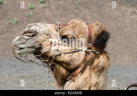 Close up shot of a camels head with a wire bite guard Stock Photo