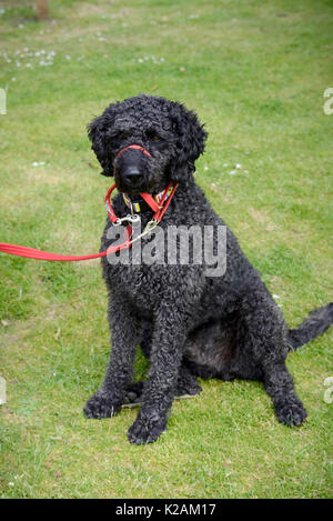 A labradoodle dog aged 4 years old sitting on some grass at a village dog show in England. Stock Photo