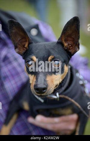 A miniature pinscher dog aged 3 years old at a village dog show in England. Stock Photo