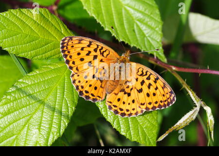 Marbled Fritillary butterfly Stock Photo