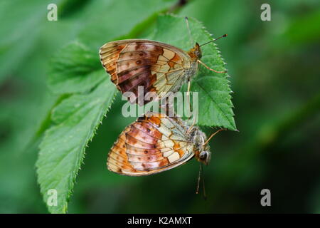Pairing Marbled Fritillary butterflies Stock Photo